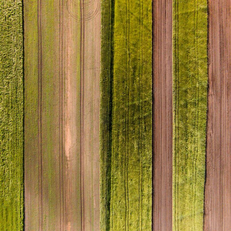 Marmont Hill - 'Crop Rows' by Karolis Janulis Painting Print on Wrapped ...