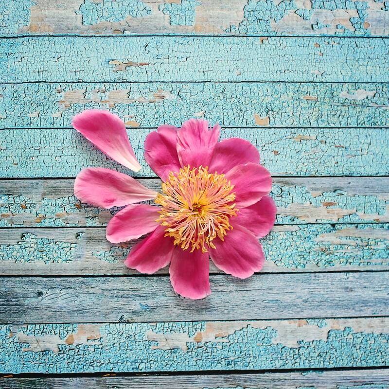 Marmont Hill - 'Peony On Aqua' by Sylvia Cook Painting Print on Wrapped Canvas - Multi-Color