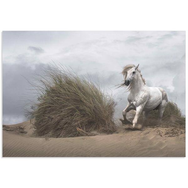 Lucie Bressy 'White Stallion' Wild Horse Art on Metal or Acrylic ...