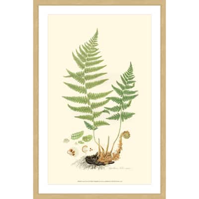 Marmont Hill - 'Curtis Ferns II' Framed Painting Print - Multi-Color