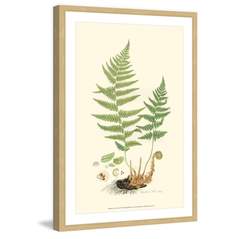 Marmont Hill - 'Curtis Ferns II' Framed Painting Print - Multi-Color
