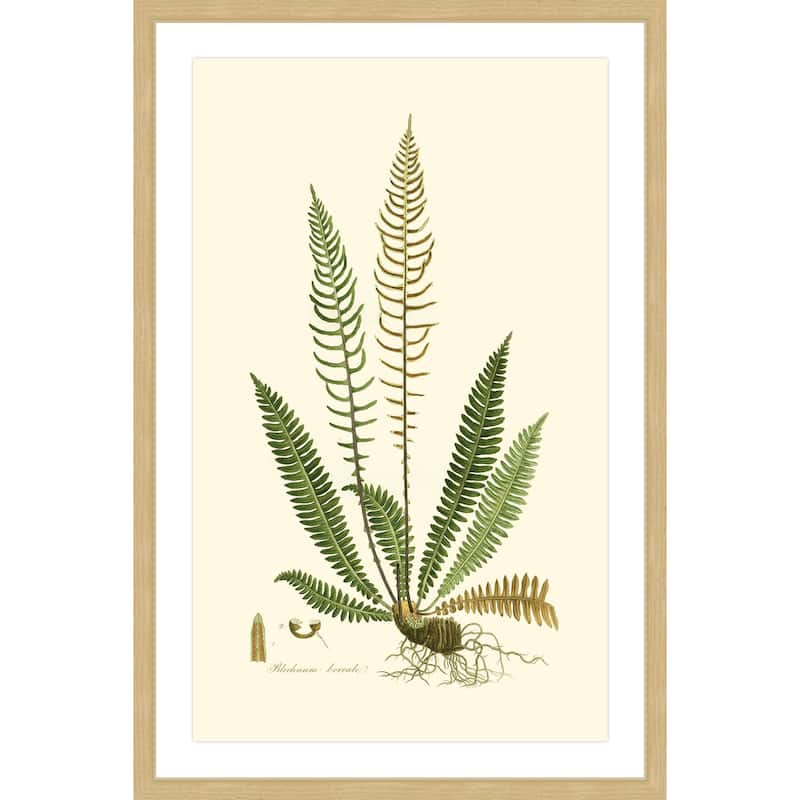 Marmont Hill - 'Curtis Ferns III' Framed Painting Print - Multi-Color