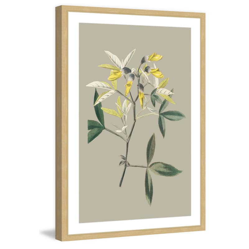 Marmont Hill - 'Botanical Cabinet VI' Framed Painting Print - Multi-Color