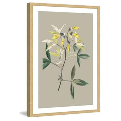 Marmont Hill - 'Botanical Cabinet VI' Framed Painting Print - Multi-Color