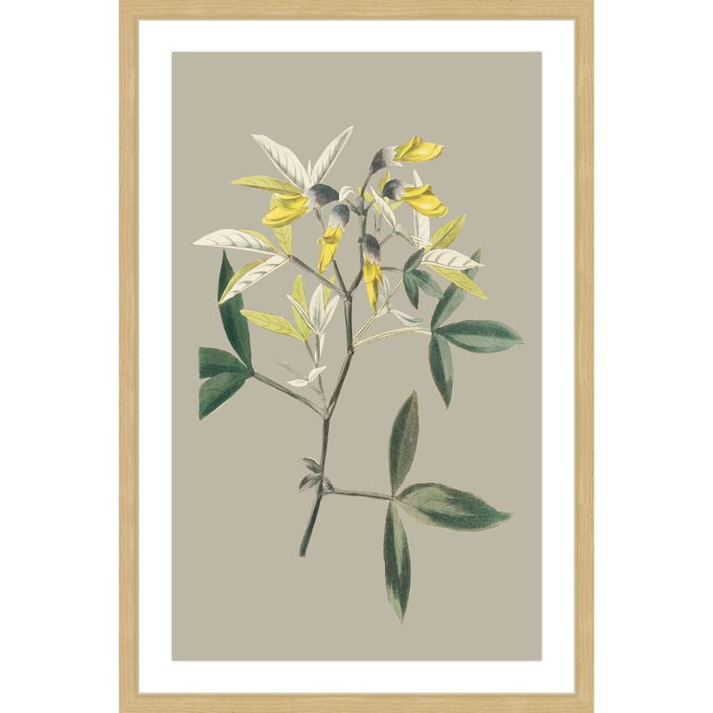 Marmont Hill - 'Botanical Cabinet VI' Framed Painting Print - Multi-Color