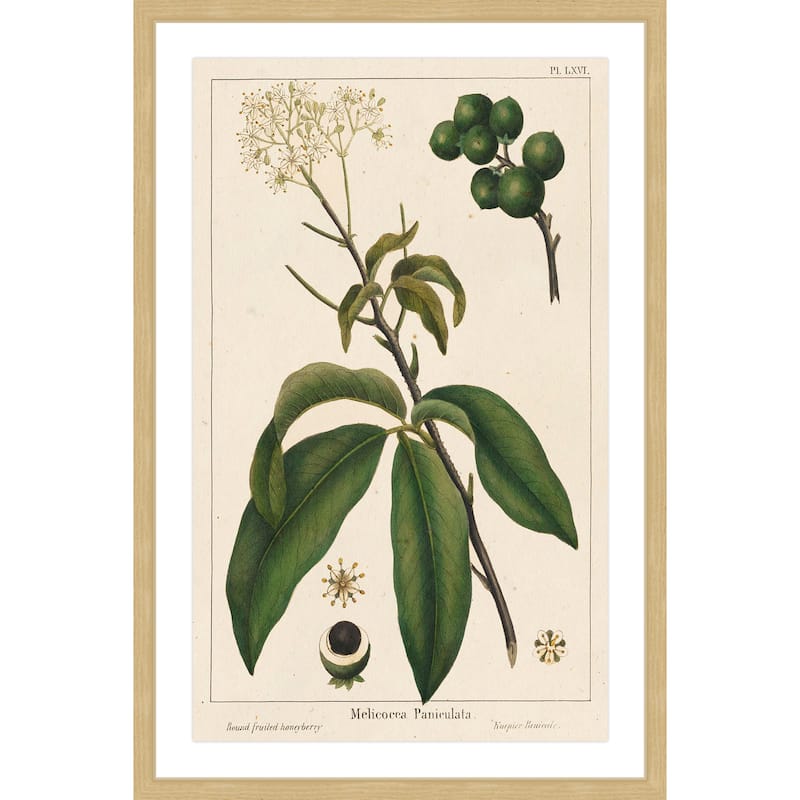 Marmont Hill - 'Honeyberry' Framed Painting Print - Multi-Color