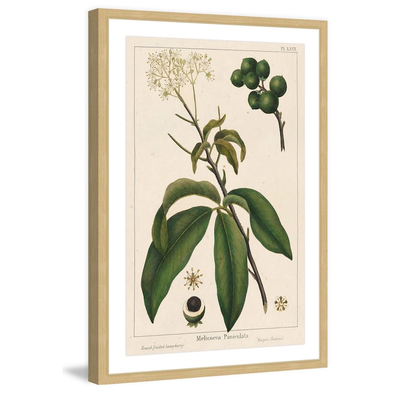 Marmont Hill - 'Honeyberry' Framed Painting Print - Multi-Color