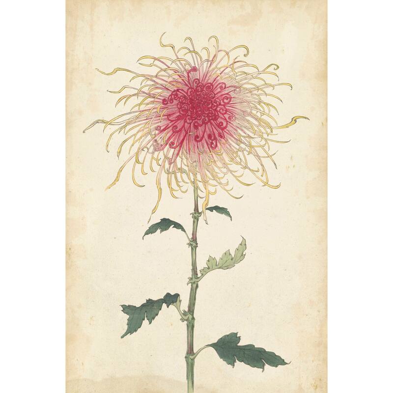 Marmont Hill - 'Chrysanthemum I' Painting Print on Wrapped Canvas - Multi-Color