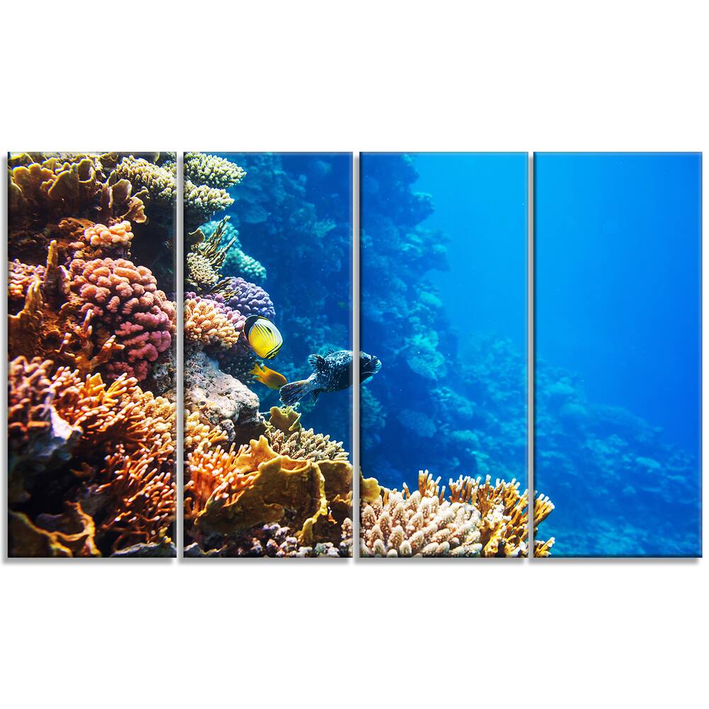 Beautiful Coral Fish of Red Sea - Seashore Canvas Art Print - On Sale ...