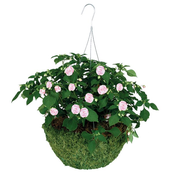 Gardman R475 14" Sphagnum Moss Hanging Basket. Opens flyout.