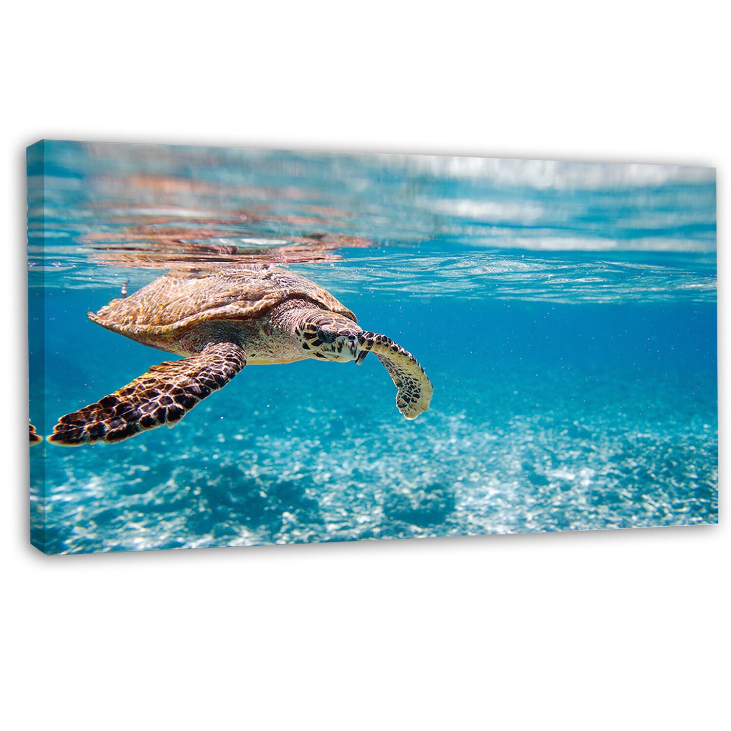 Poster Hawksbill Turtle Art//Canvas Print Wall Art Home Decor