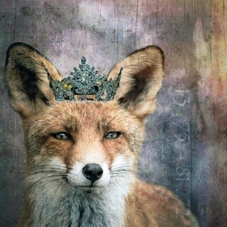 Hill - 'Queen Fox' Morgan Jones Print Canvas