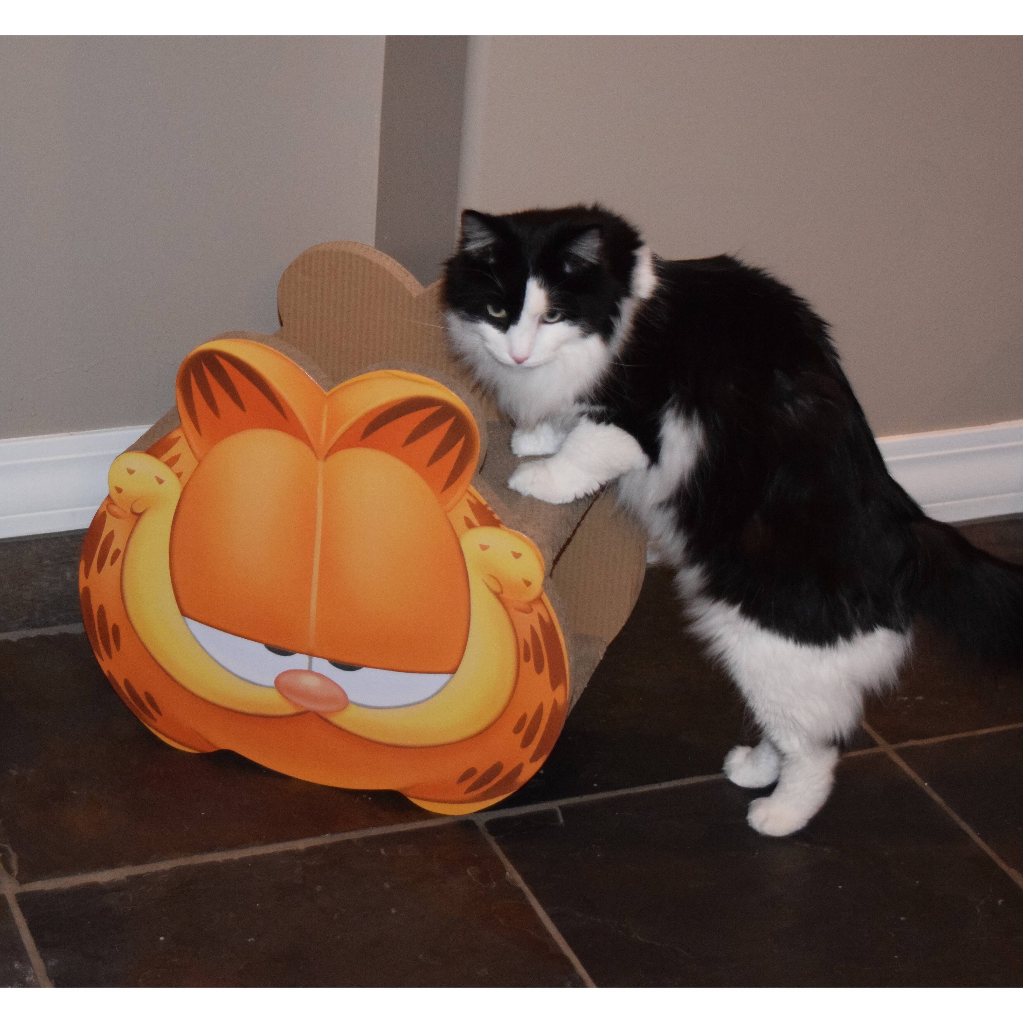 Garfield Head Cardboard Cat Scratcher eBay