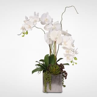 Nomad orchid 25 Nomad orchid 25
