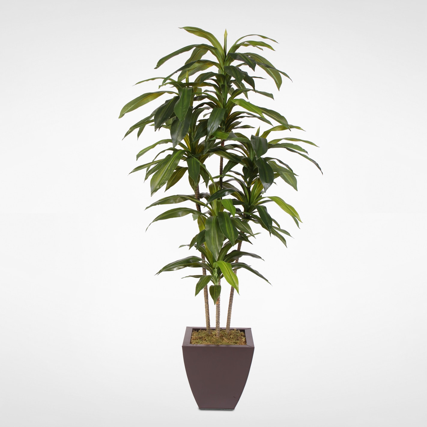 Dracena Artificial Plants - Bed Bath & Beyond