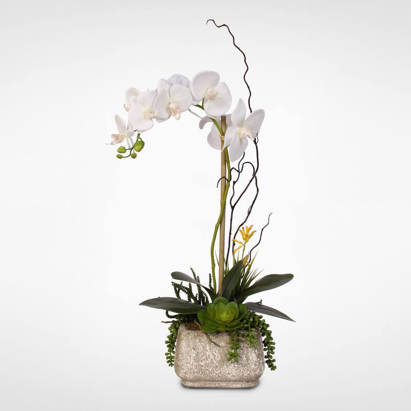 Real Touch Phalaenopsis Silk Orchid with Succulents in a Cement Pot - White