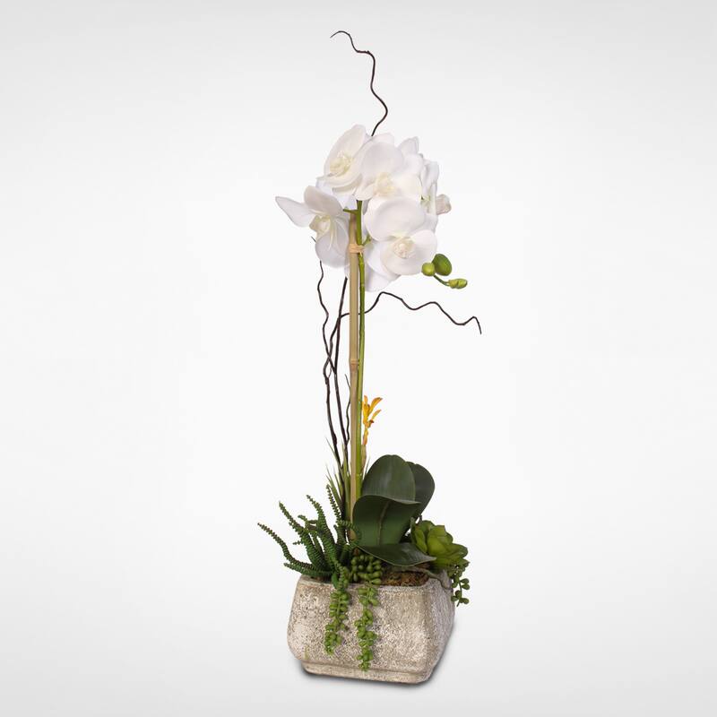 Real Touch Phalaenopsis Silk Orchid with Succulents in a Cement Pot - White
