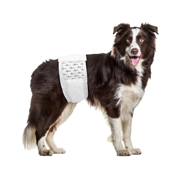 male dog diapers