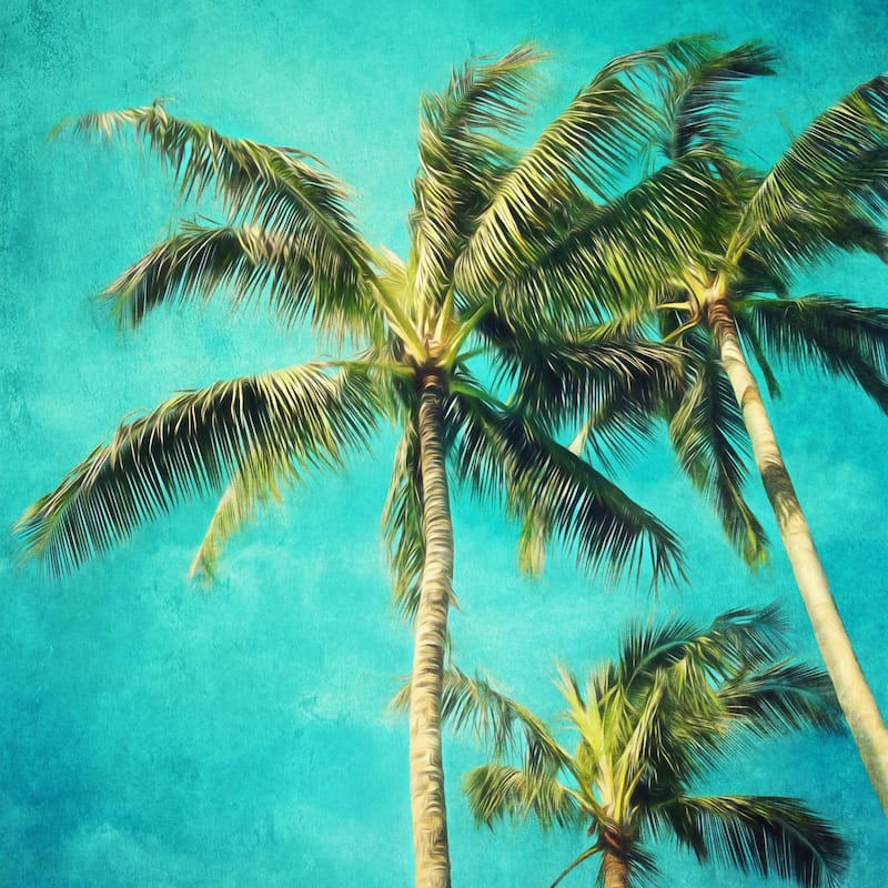 Marmont Hill - 'Hawaiian Palm Trees' by Sylvia Cook Painting Print on Wrapped Canvas - Multi-Color