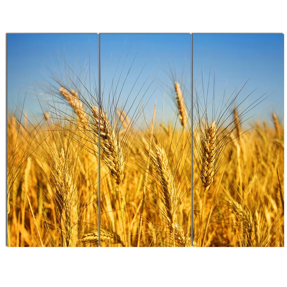 Designart Bright Golden Wheat Field Landscape Wall Art Print Canvas Bed Bath And Beyond 13535865 4139