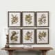 preview thumbnail 2 of 0, Uttermost Seedlings Framed Prints (Set of 6)