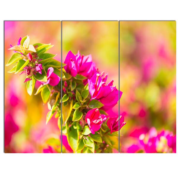Designart 'Beautiful Pink Bougainvillea Flowers' Floral Artwork Print ...
