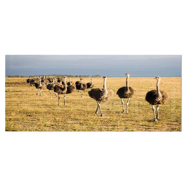 Shop Designart Ostriches Walking In South Africa African Animals