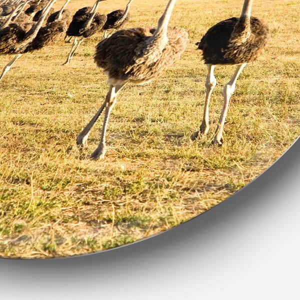 Shop Designart Ostriches Walking In South Africa African Animals