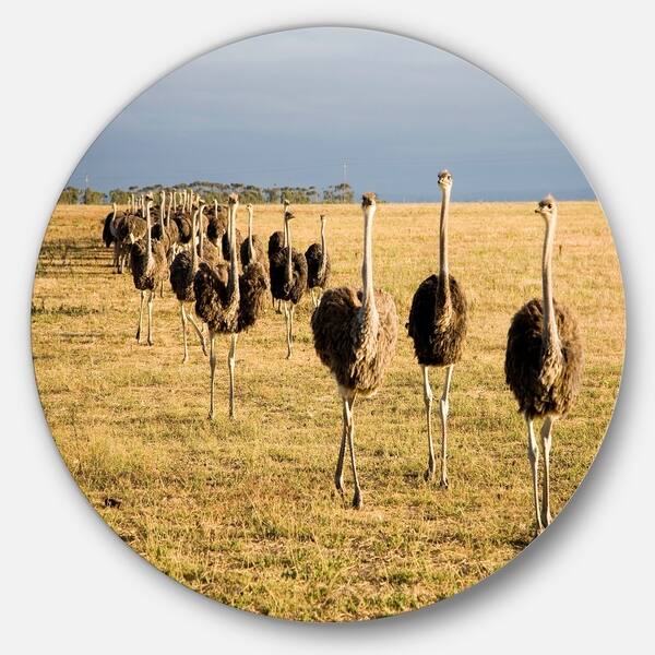 Shop Designart Ostriches Walking In South Africa African Animals