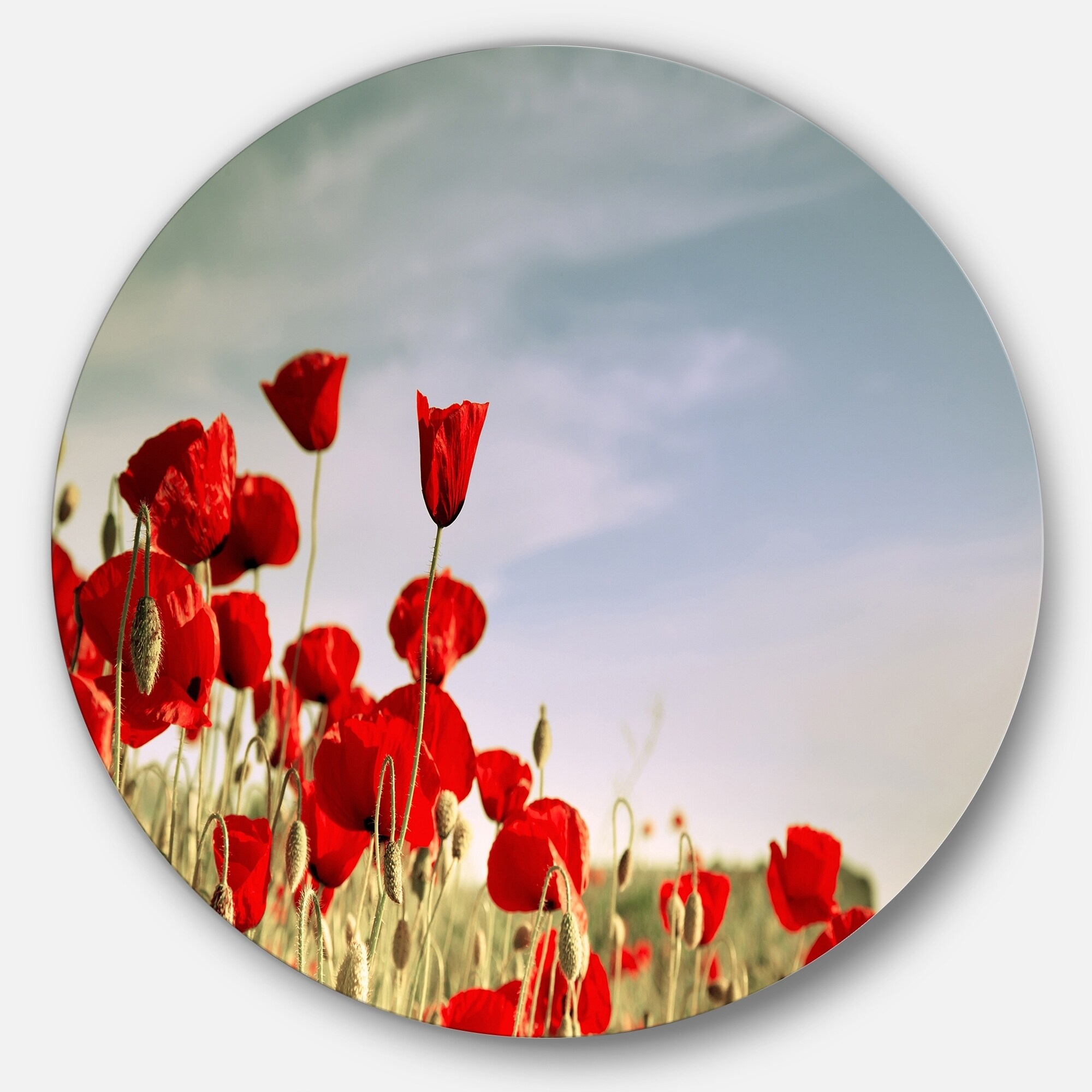 Designart 'Flourishing Red Poppies' Large Flower Metal Wall Red 23 x 23