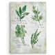 preview thumbnail 1 of 2, Carol Robinson 'Fresh Herbs II' Gallery Wrapped Canvas Wall Art