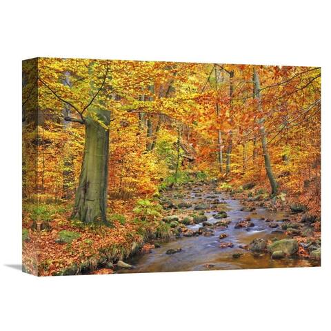 Global Gallery Frank Krahmer 'Beech forest in autumn, Ilse Valley, Germany' Stretched Canvas Artwork