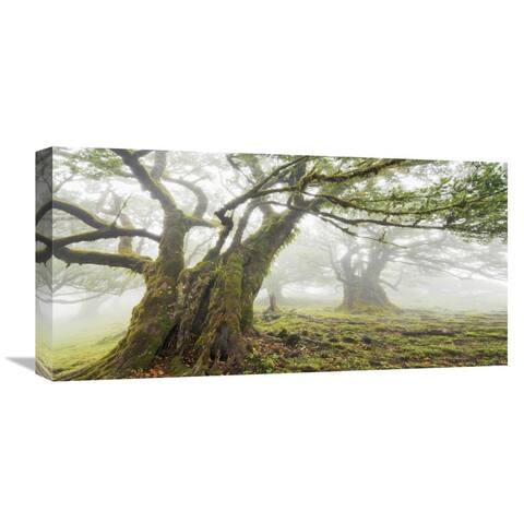 Global Gallery Frank Krahmer 'Laurel forest in fog, Madeira, Portugal' Stretched Canvas Artwork