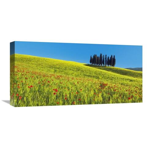 Global Gallery Frank Krahmer 'Cypress and corn field, Tuscany, Italy' Stretched Canvas Artwork