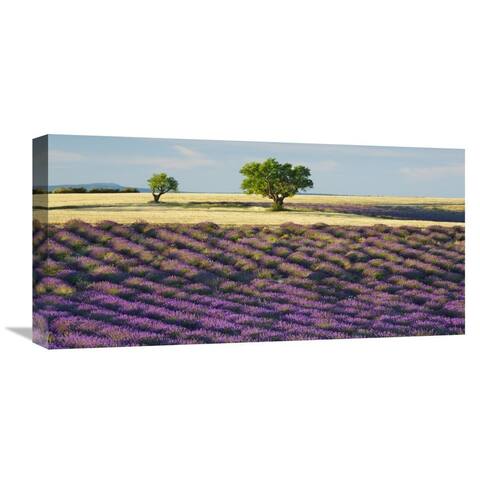 Global Gallery Frank Krahmer 'Lavender field and almond tree, Provence, France' Stretched Canvas Artwork