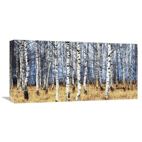 Global Gallery Oleg Znamenskiy 'Birch grove in autumn' Stretched Canvas Artwork