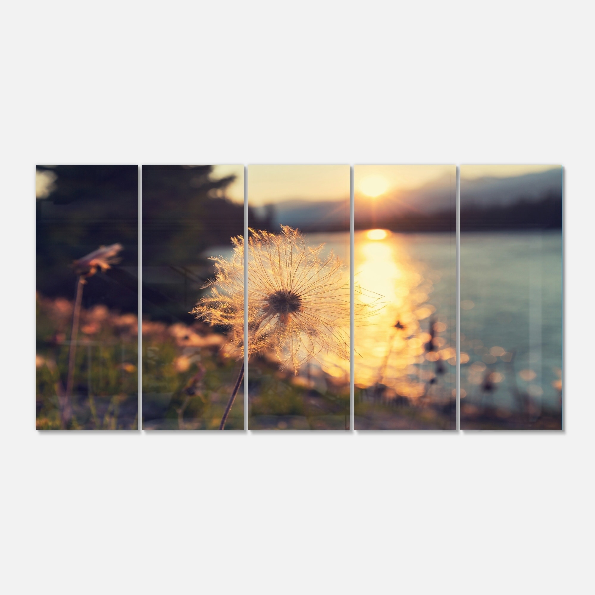 Designart 'Arctic Cotton Flowers At Sunset' Floral Glossy Metal Wall Art