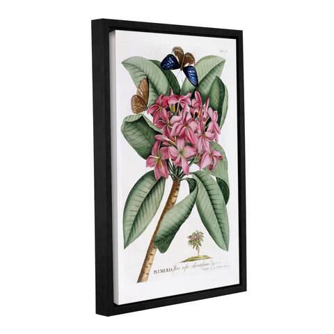 Georg Dionysius Ehret's ' Plumeria, 1749' Gallery Wrapped Floater-framed Canvas