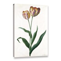 Georg Dionysius Ehret's ' Tulip Tulip' Gallery Wrapped Canvas - White ...