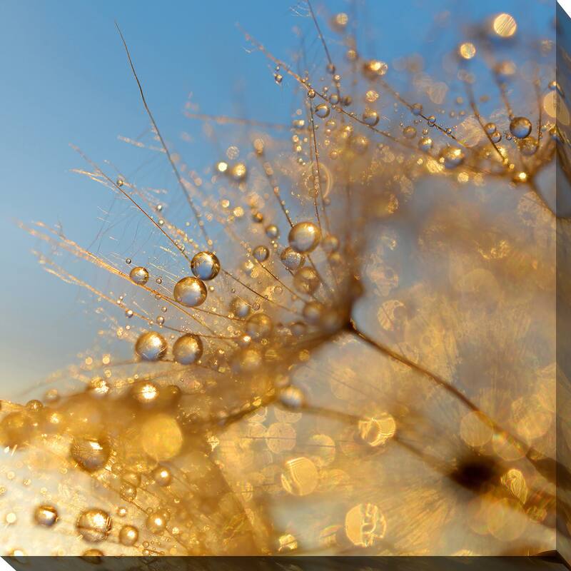 "Dewy dandelion flower at sunset close up" Giclee Print Canvas Wall Art