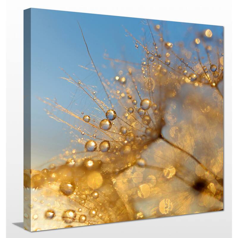 "Dewy dandelion flower at sunset close up" Giclee Print Canvas Wall Art
