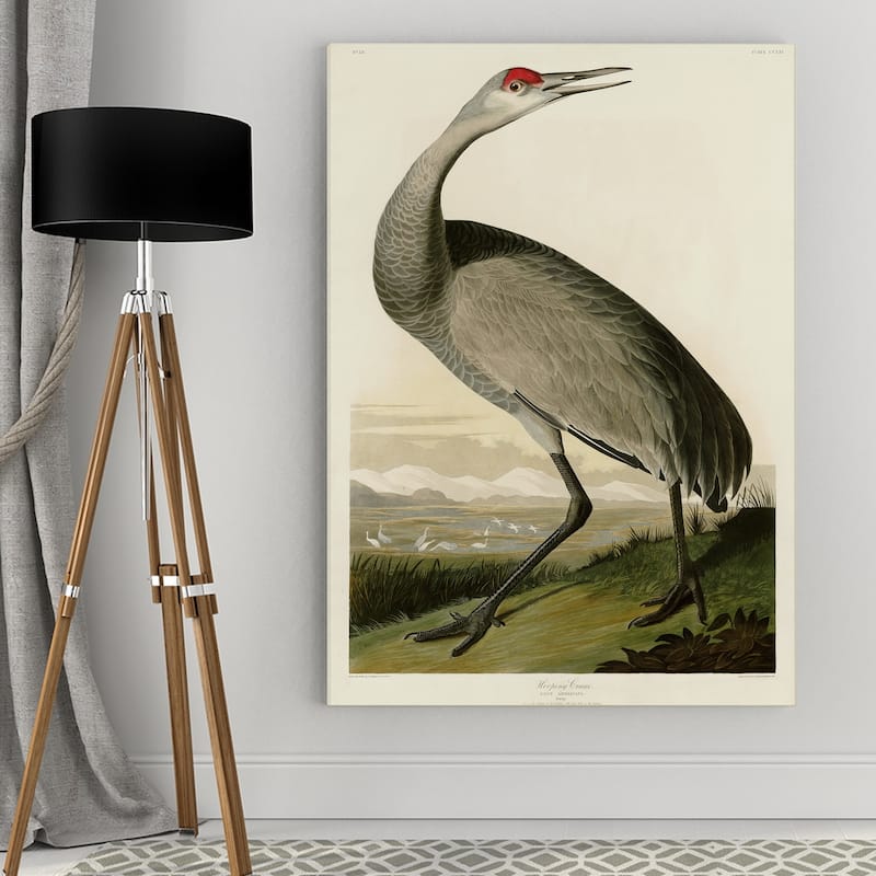 Whooping Crane Gallery Wrapped Canvas