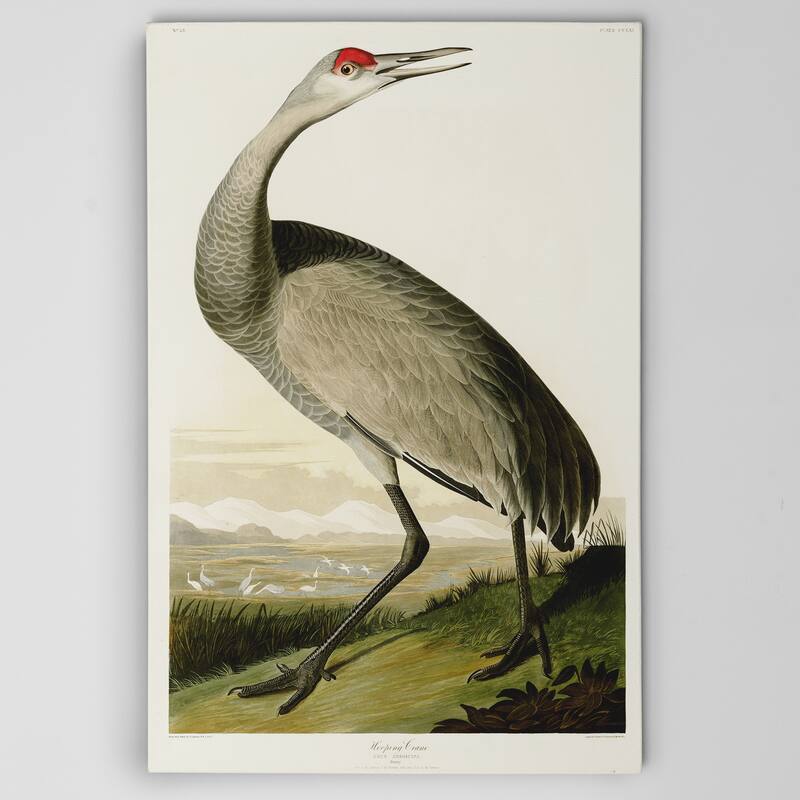 Whooping Crane Gallery Wrapped Canvas