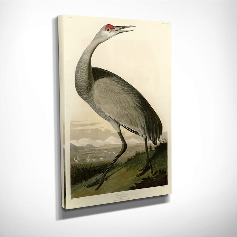 Whooping Crane Gallery Wrapped Canvas