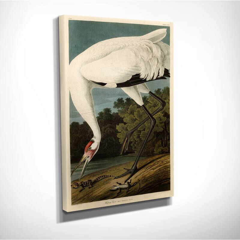 Wexford Home Audubon 'Hooping Crane' Giclee Canvas Wall Art