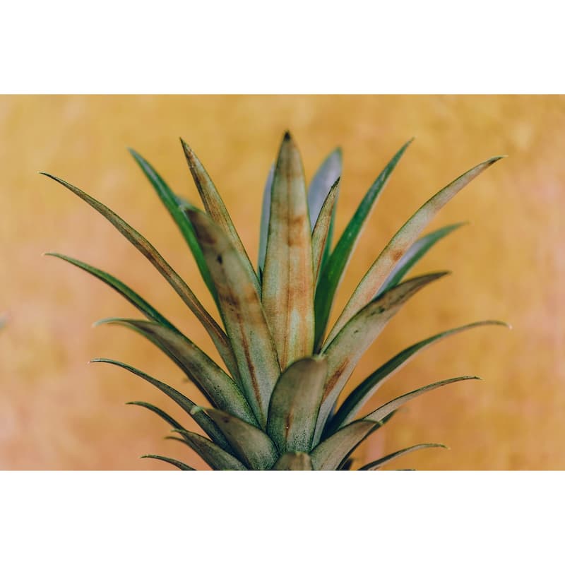 Marmont Hill - '5 O'clock' by Ann Barnes Painting Print on Wrapped Canvas - Multi-Color