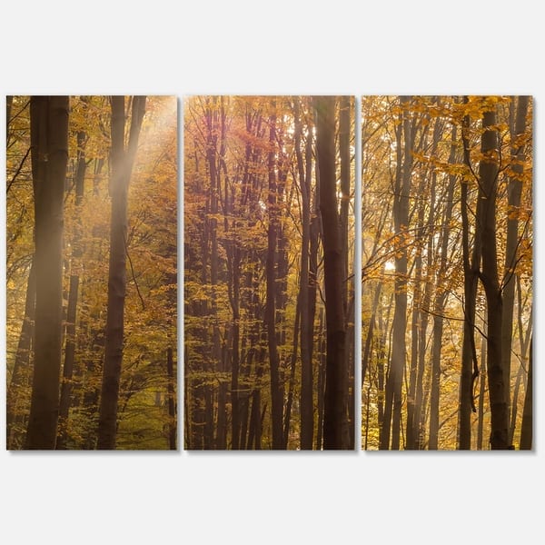 Designart 'Dense Forest in Rays of Rising Sun' Large Forest Glossy ...