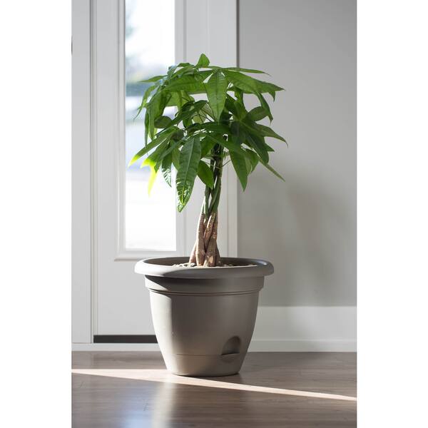 indoor plants india Buy Dracaena Song of India