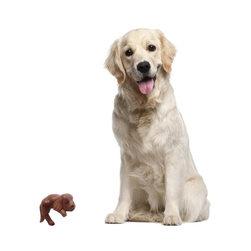 Handmade Wood Sculpture, Sleepy Cocker Spaniel (Indonesia)