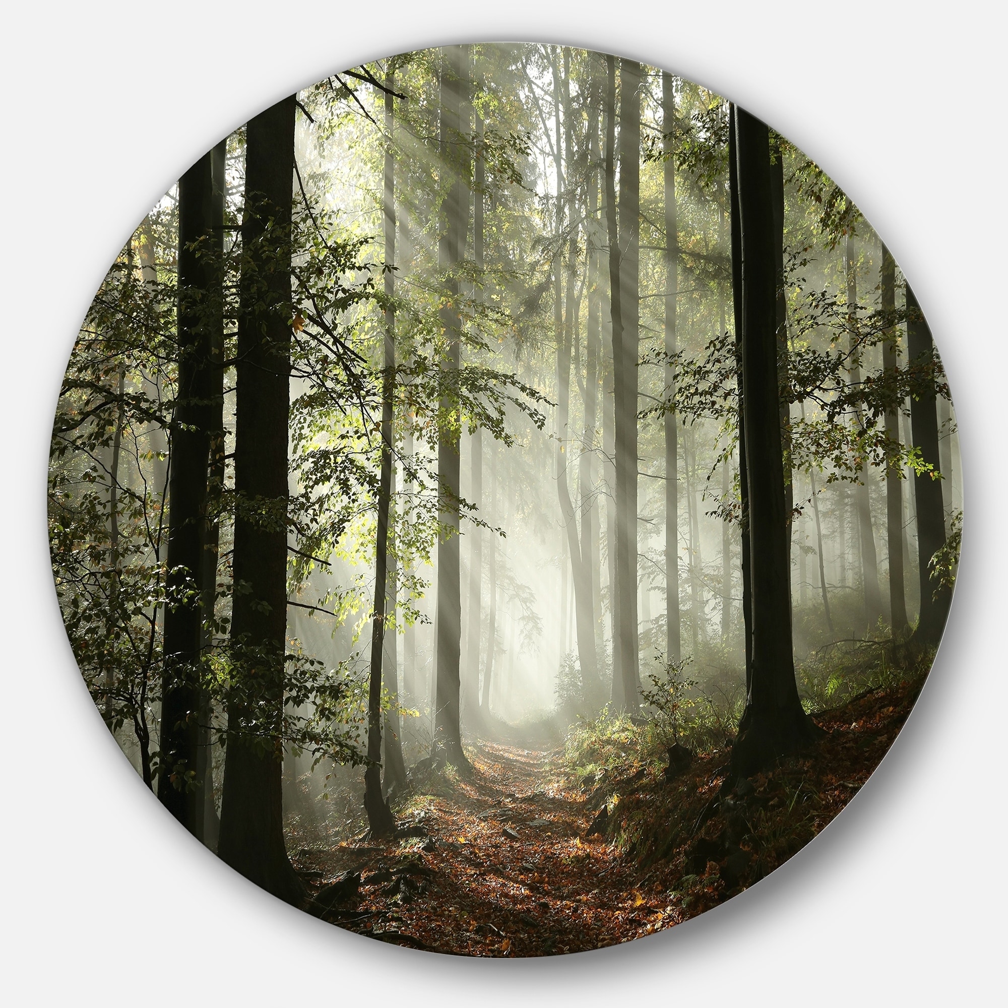 Designart Light In Dense Fall Forest With Fog Landscape Large Circle Metal Wall Art Overstock 14251752